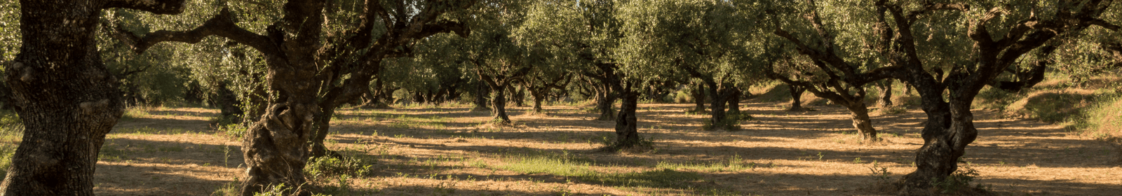 CONFEZIONI FRANTOIO | LA PORTA DEI SAPORI