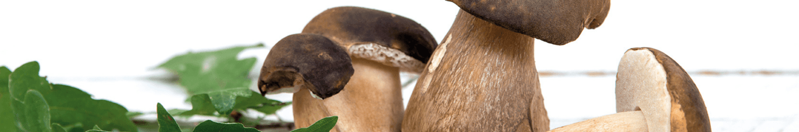 FUNGHI | LA PORTA DEI SAPORI