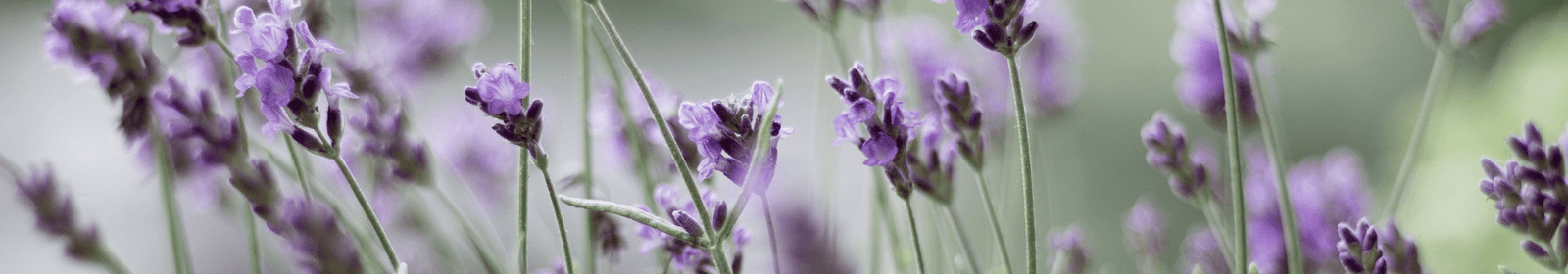 LINEA IGIENE | LA PORTA DEI SAPORI