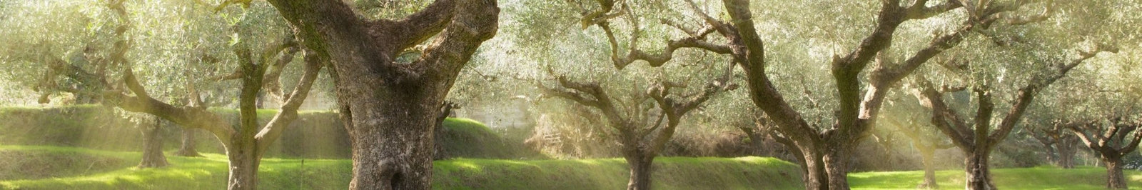 OLIO EVO 100% ITALIANO | LA PORTA DEI SAPORI