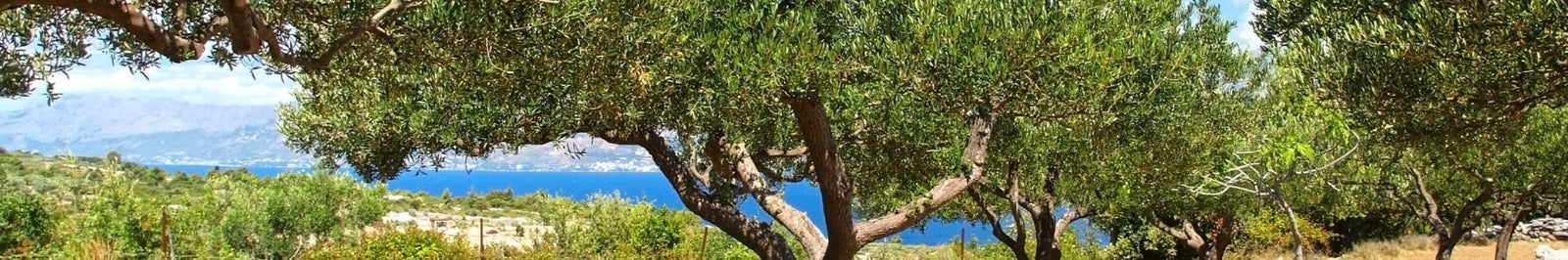 OLIO EVO LIGURE | LA PORTA DEI SAPORI