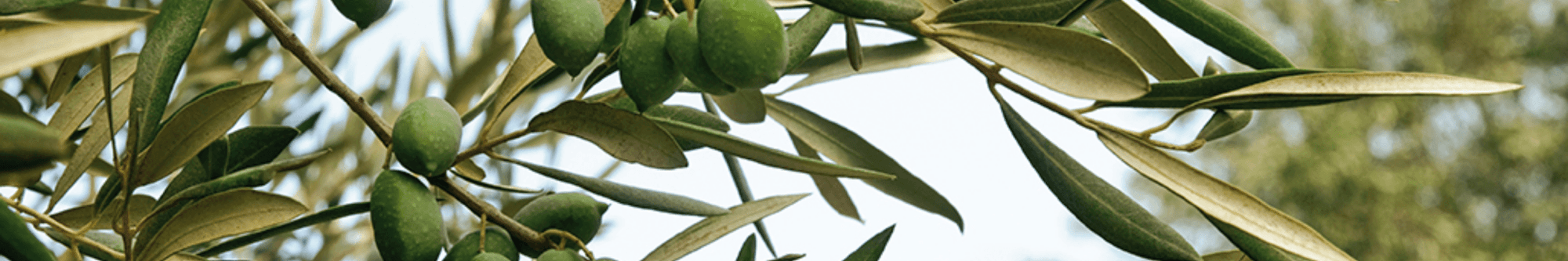 OLIO & OLIVE | LA PORTA DEI SAPORI