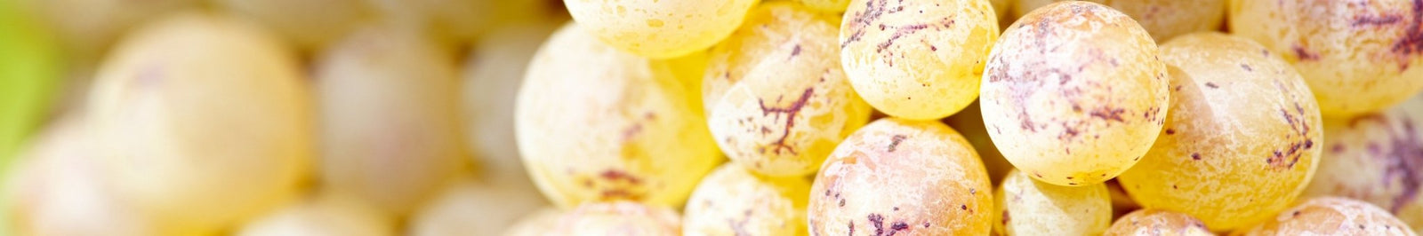 VINI BIANCHI RIVIERA LIGURE DI PONENTE | LA PORTA DEI SAPORI